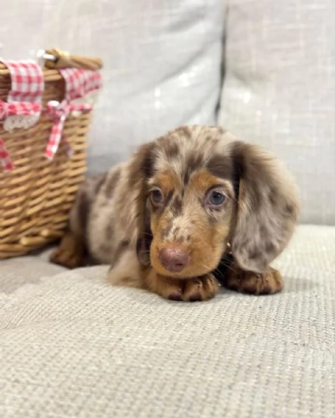 cuccioli di bassotto nano a pelo lungo in cerca di adozione