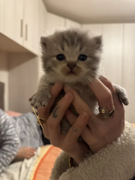 cuccioli di SCOTTISH FOLD | Foto 4