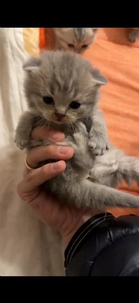 cuccioli di SCOTTISH FOLD | Foto 3