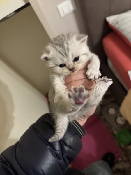 cuccioli di SCOTTISH FOLD | Foto 2