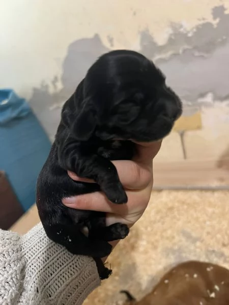 Cocker Spaniel Inglese | Foto 4