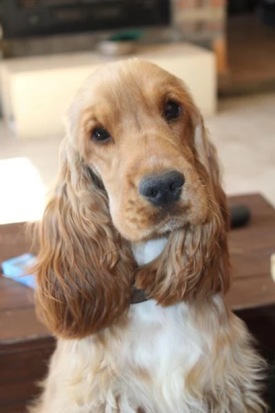 Cocker Spaniel Inglese | Foto 3