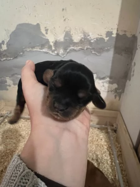 Cocker Spaniel Inglese | Foto 2