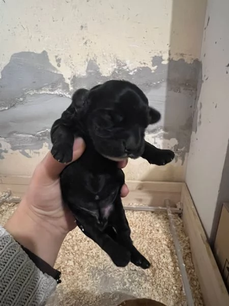 Cocker Spaniel Inglese | Foto 1