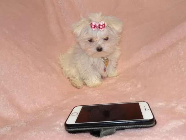 Splendida piccola Maltezi