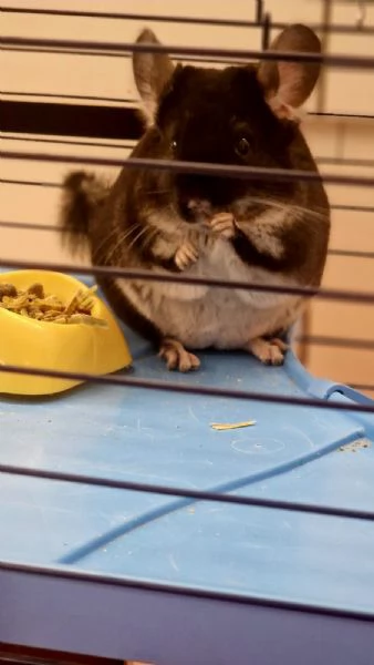 Vendo cincillà blek Pearl 6 messi | Foto 3