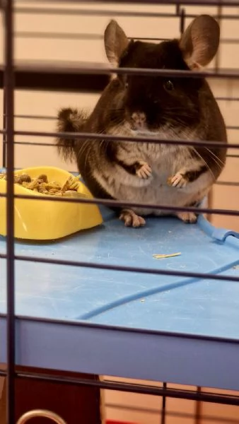 Vendo cincillà blek Pearl 6 messi