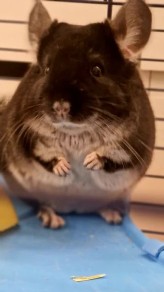 Vendo cincillà blek Pearl 6 messi | Foto 2