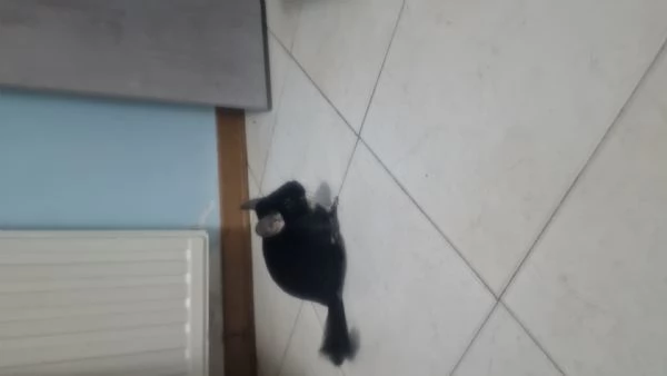 Vendo cincillà blek Pearl 6 messi | Foto 1