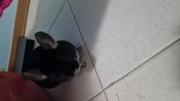 Vendo cincillà blek Pearl 6 messi | Foto 0