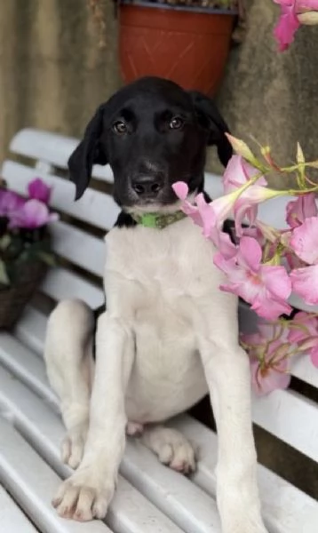 Cuccioli meticci cercano casa | Foto 1
