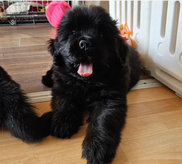 Terranova cuccioli splendidi