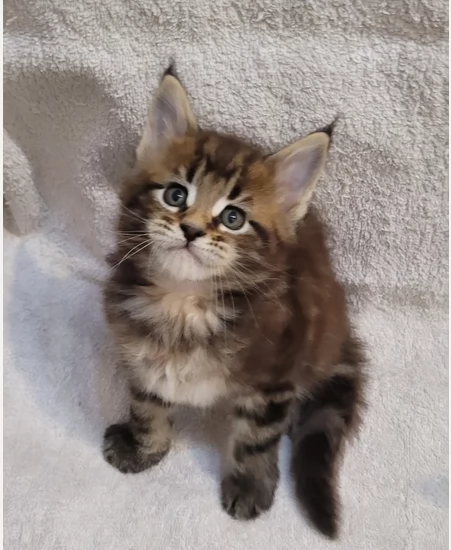 Puri gattini di Maine