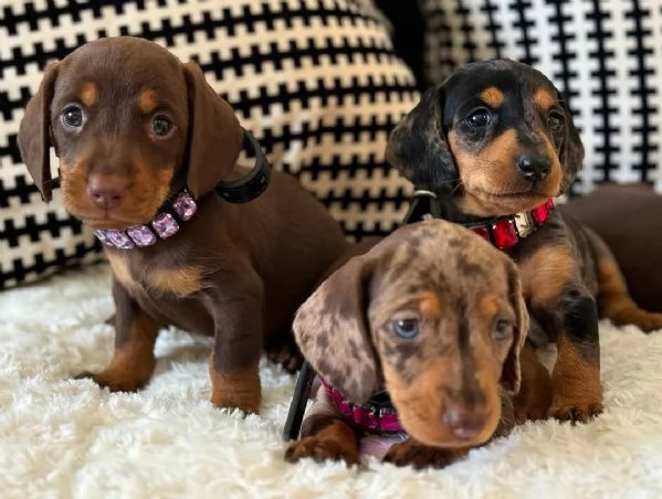 Cuccioli di bassotto disponibili per l'adozione.