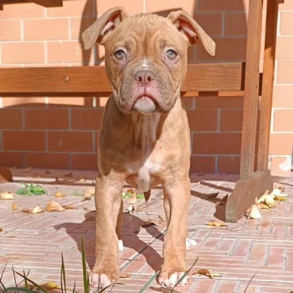 Vendesi cuccioli di Bulldog Americano | Foto 6