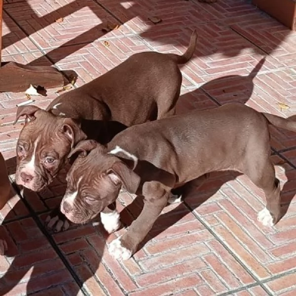 Vendesi cuccioli di Bulldog Americano | Foto 4