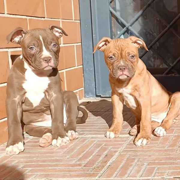 Vendesi cuccioli di Bulldog Americano | Foto 2