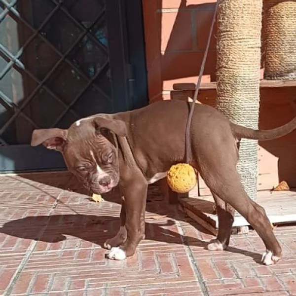 Vendesi cuccioli di Bulldog Americano | Foto 0
