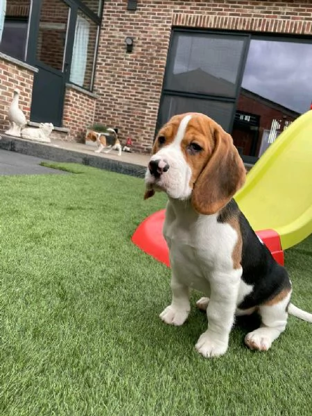 Regaliamo i nostri cuccioli di Beagle, maschio e femmina | Foto 0