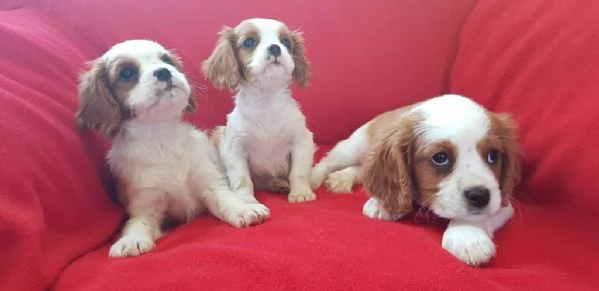Regaliamo i nostri cuccioli di Cavalier King, maschio e femmina.