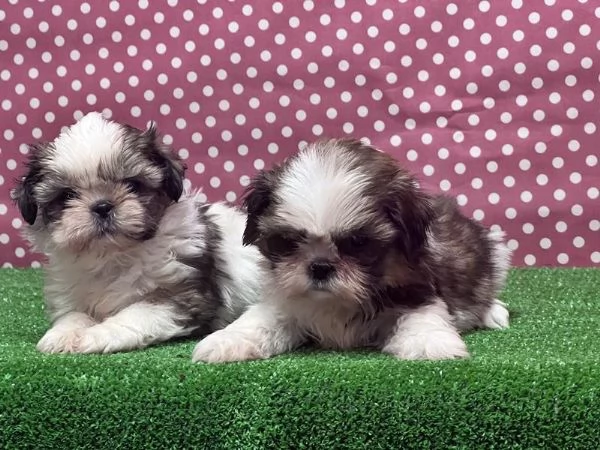 Regaliamo i nostri cuccioli di Shitzu, maschio e femmina. | Foto 0
