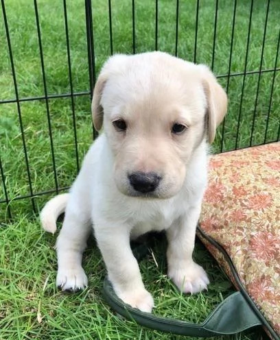 Regaliamo i nostri cuccioli di Labrador, maschio e femmina. | Foto 2