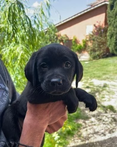 Regaliamo i nostri cuccioli di Labrador, maschio e femmina. | Foto 0