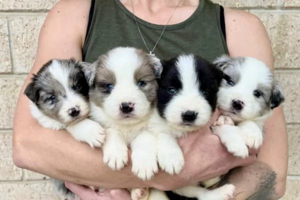 Regalo cuccioli di Border Collie maschio e femmina giocherelloni