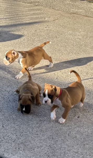 Regalo cuccioli di Boxer maschio e femmina giocherelloni