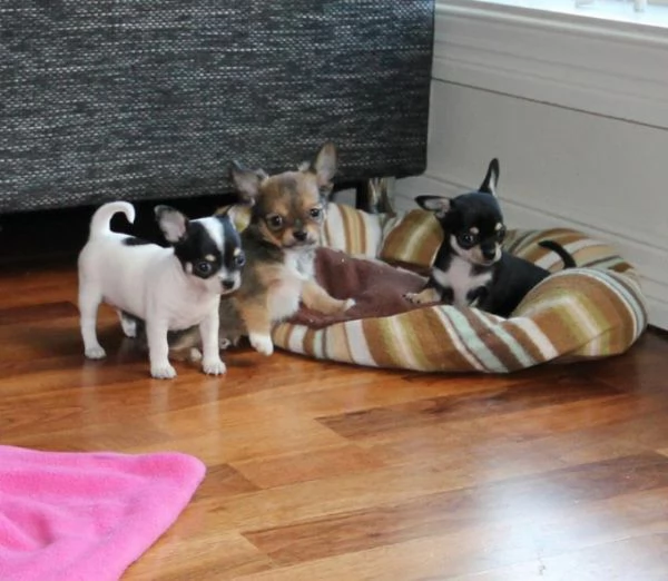 Regalo cuccioli di Chihuahua maschio e femmina giocherelloni