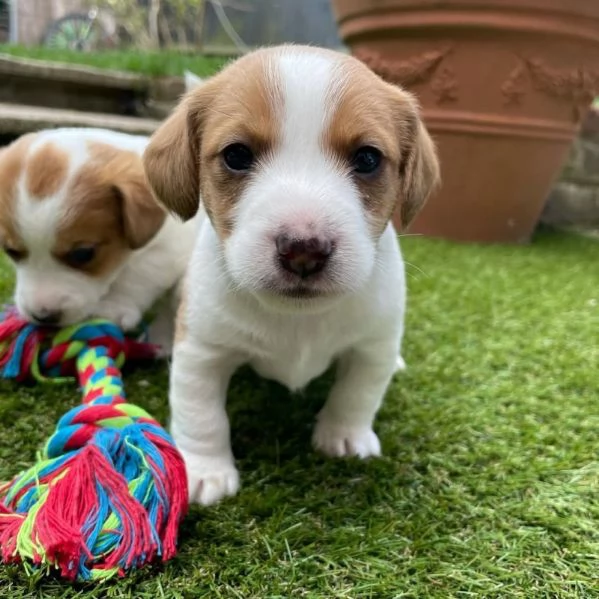 Regalo cuccioli di Jack Russel maschio e femmina giocherelloni