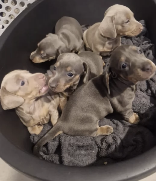 regala un cucciolo di Bassotto giocoso maschio e femmina