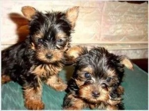 Piccoli Yorkshire Terrier Tea-cup