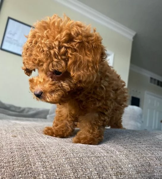 Cuccioli di Barboncino disponibili.