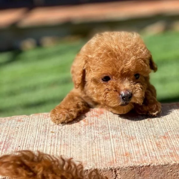 Cuccioli di Barboncino disponibili. | Foto 0