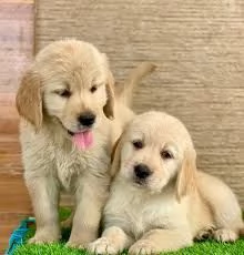 Cuccioli di Golden Retriever - Maschio e Femmina.