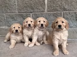 Cuccioli di Golden Retriever - Maschio e Femmina. | Foto 0