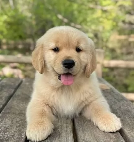 Adorabili cuccioli di Golden Retriever. 