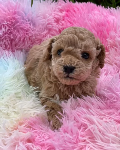 Cuccioli di Barboncino adorabili. | Foto 0