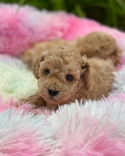 Cuccioli di Barboncino adorabili.