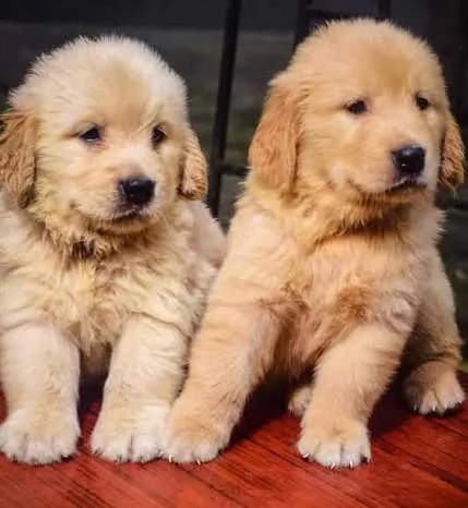 Cuccioli di Golden Retriever. 