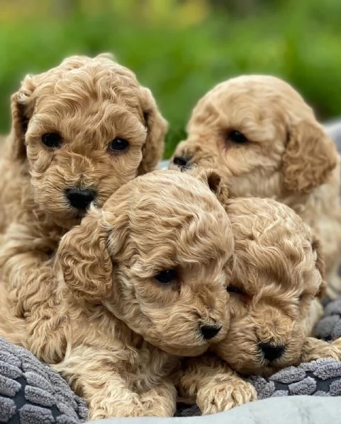 Splendidi cuccioli di Barboncino