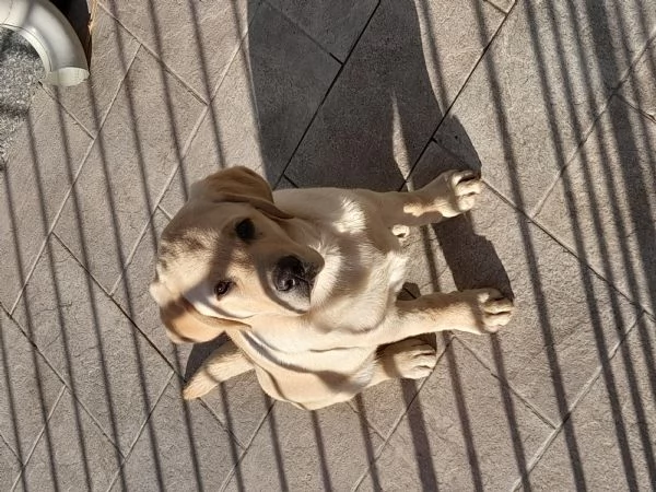 Labrador color latte e miele