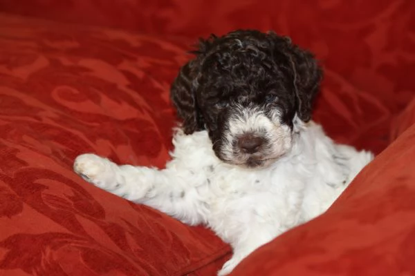 LAGOTTO ROMAGNOLO