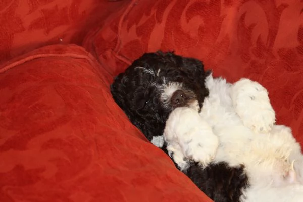 LAGOTTO ROMAGNOLO | Foto 6