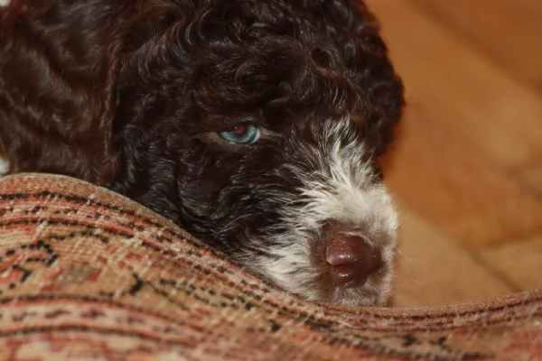 LAGOTTO ROMAGNOLO | Foto 4
