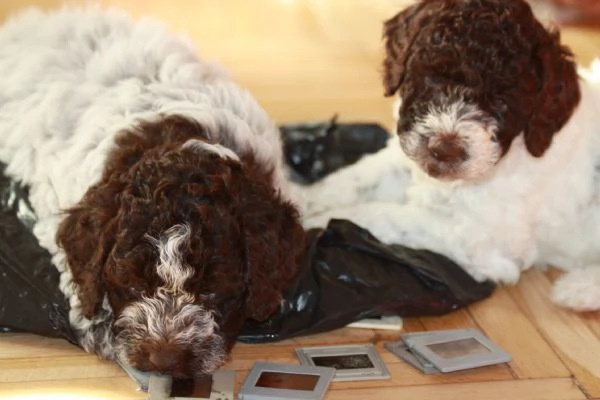 LAGOTTO ROMAGNOLO | Foto 3