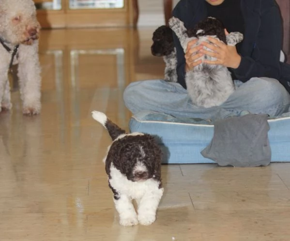 LAGOTTO ROMAGNOLO | Foto 2