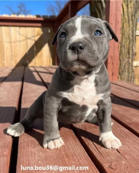 Regalo Cuccioli pitbull