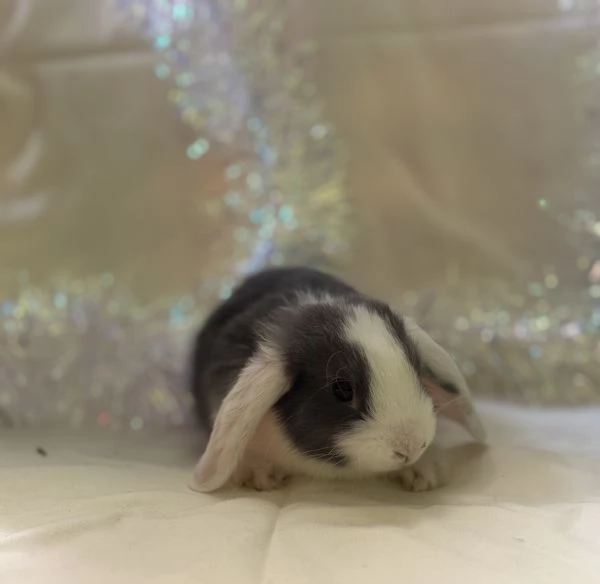 CONIGLIETTO ARIETE NANO | Foto 2